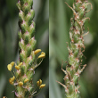 Blütenfoto Plantago serpentina